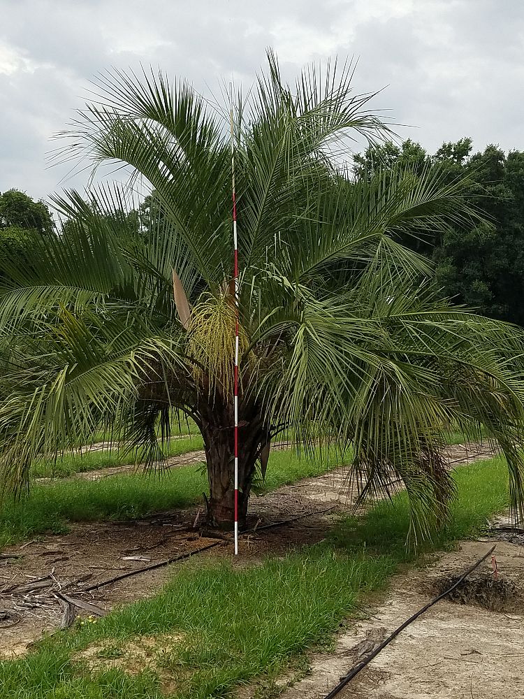 butiagrus-nabonnandii-x-mule-palm