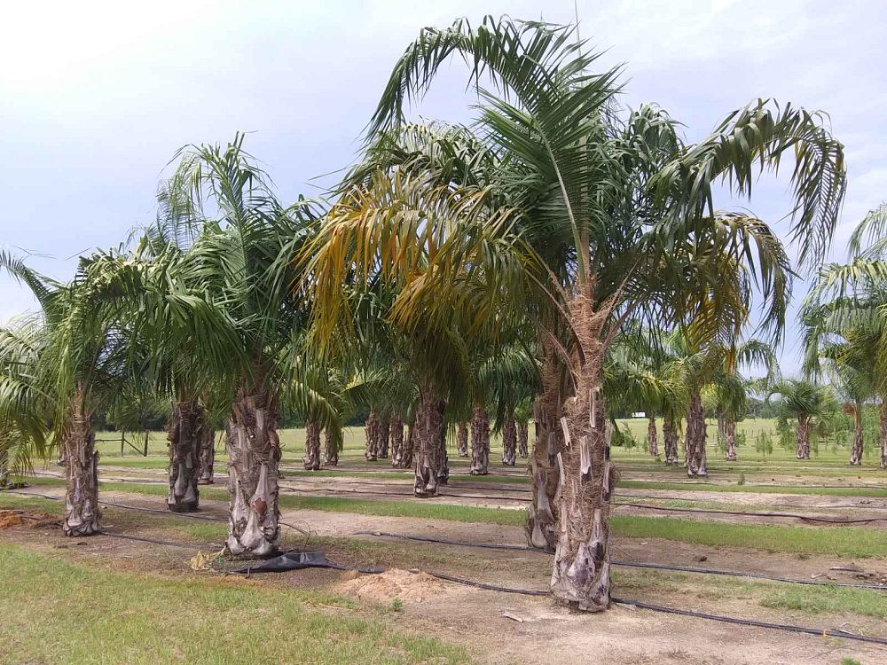 butiagrus-nabonnandii-x-mule-palm