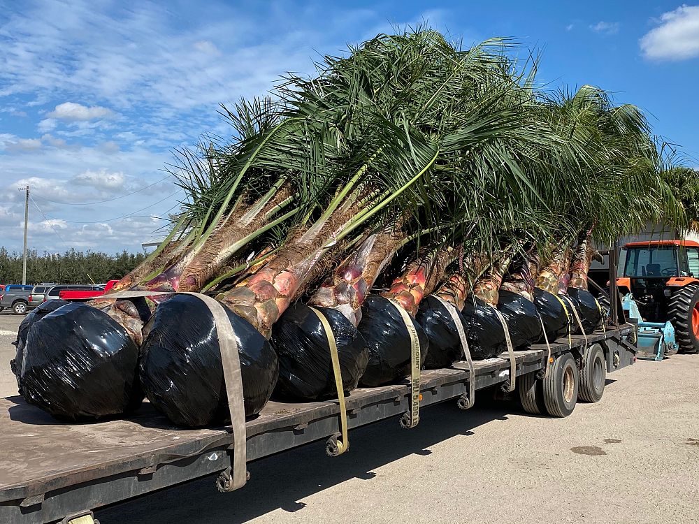 butiagrus-nabonnandii-x-mule-palm