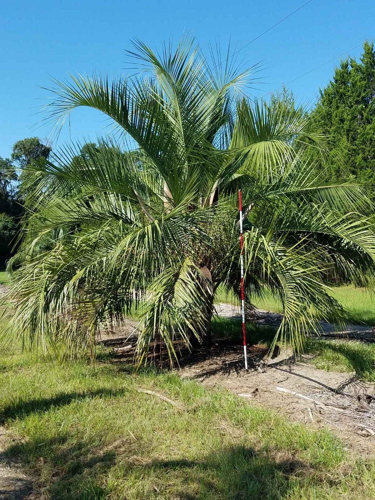 butiagrus-nabonnandii-x-mule-palm