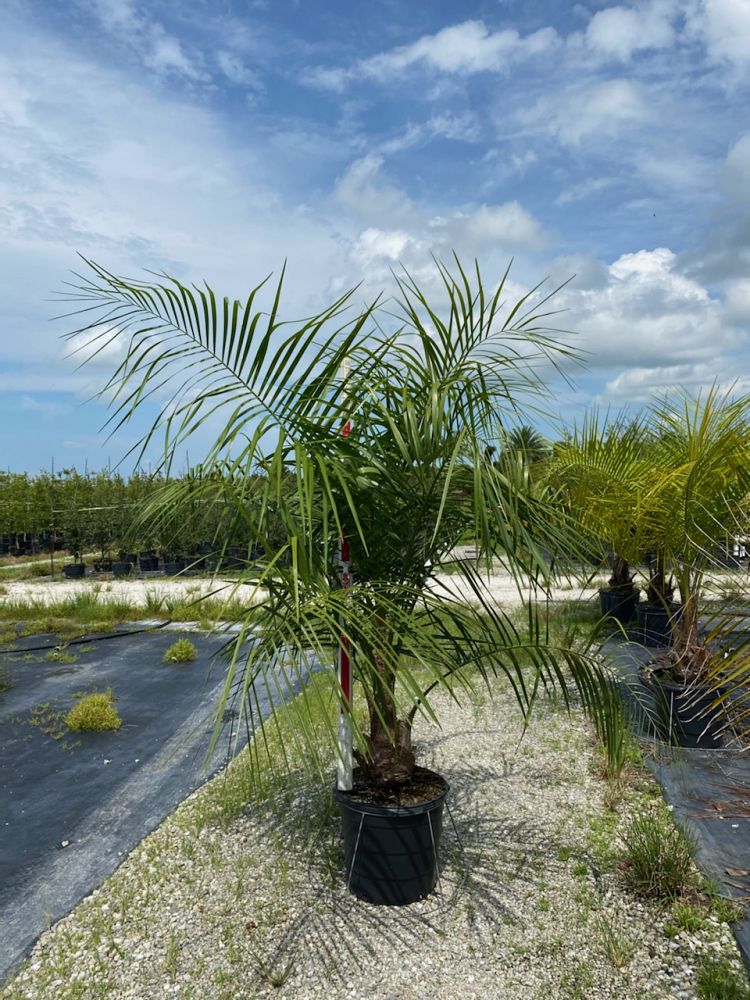 butiagrus-nabonnandii-x-mule-palm