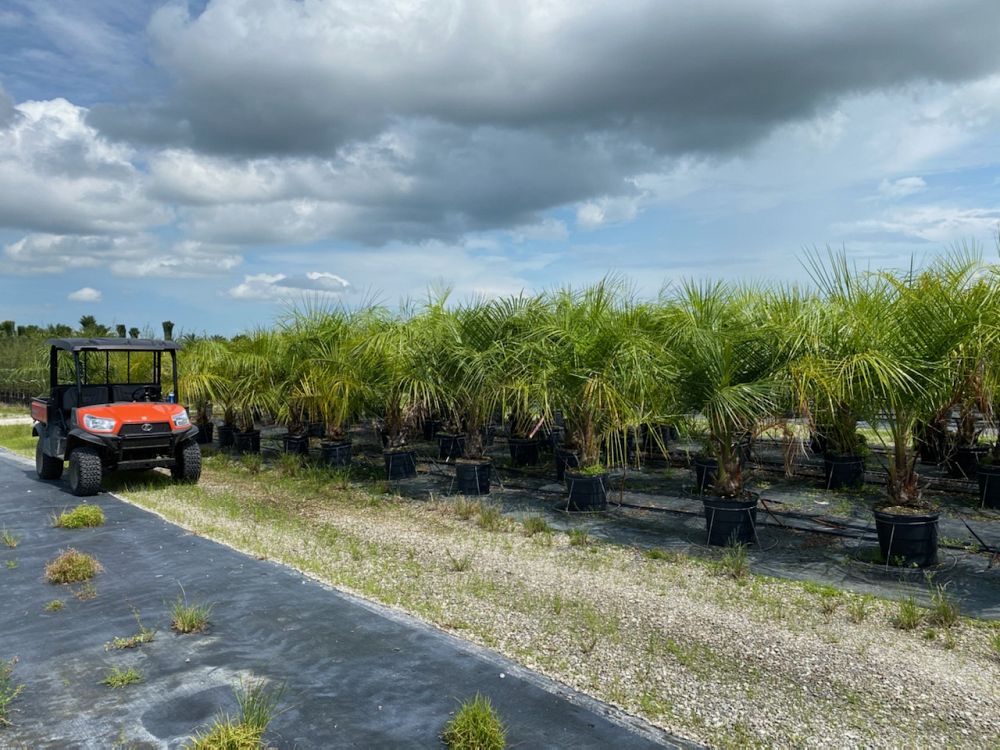 butiagrus-nabonnandii-x-mule-palm