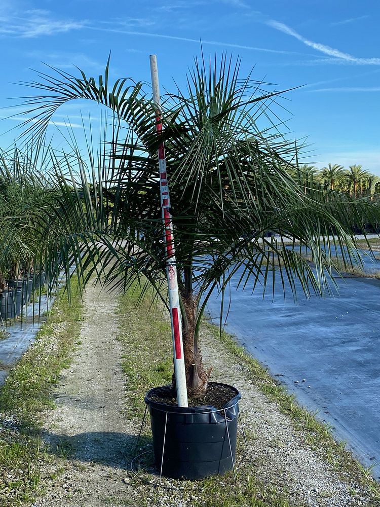 butiagrus-nabonnandii-x-mule-palm