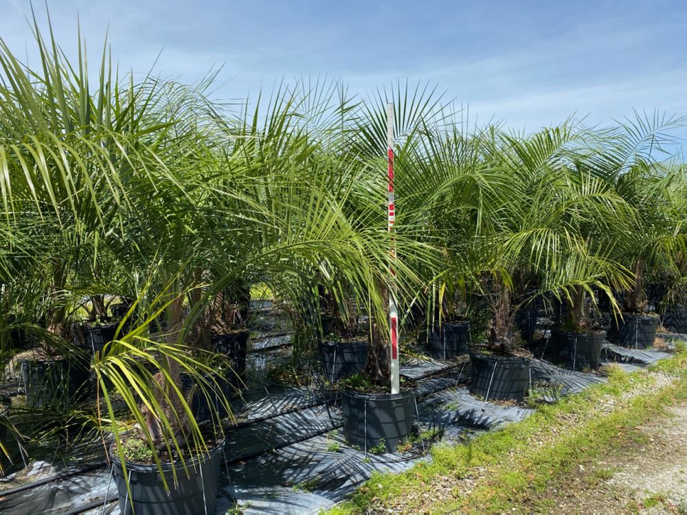 butiagrus-nabonnandii-x-mule-palm