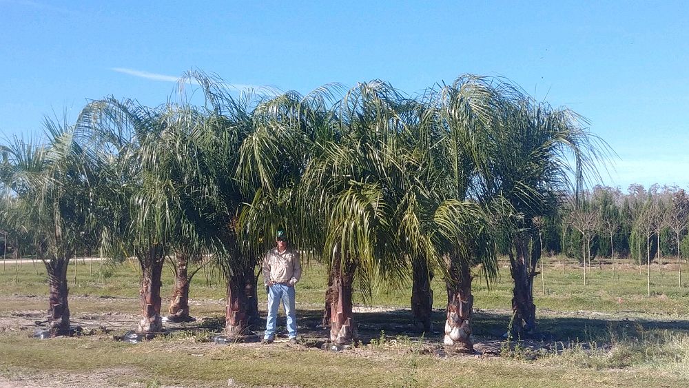 butiagrus-nabonnandii-x-mule-palm