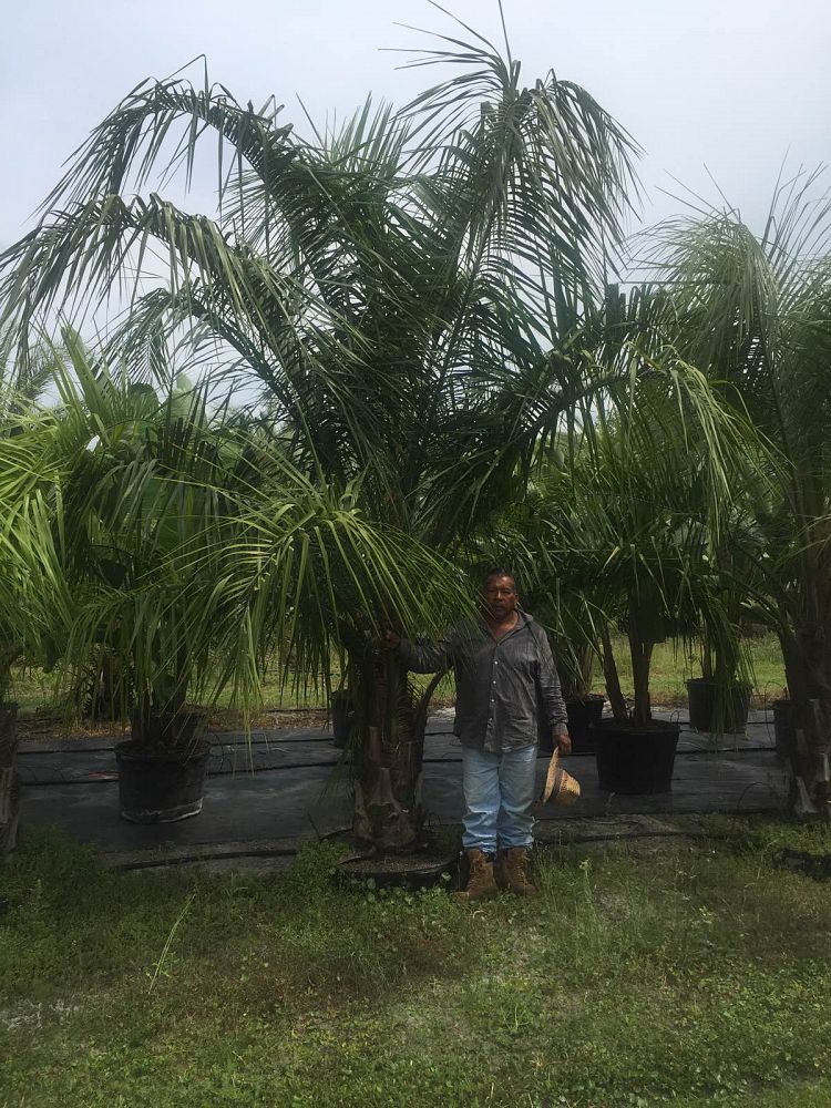 butiagrus-nabonnandii-x-mule-palm