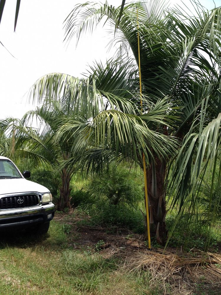 butiagrus-nabonnandii-x-mule-palm