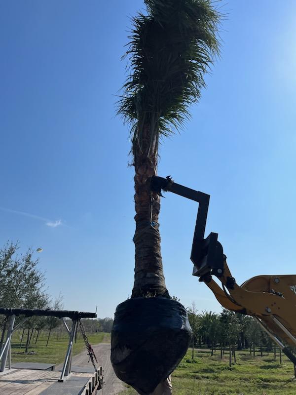 butiagrus-nabonnandii-x-mule-palm