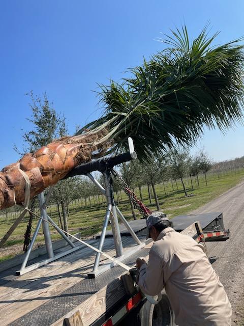 butiagrus-nabonnandii-x-mule-palm