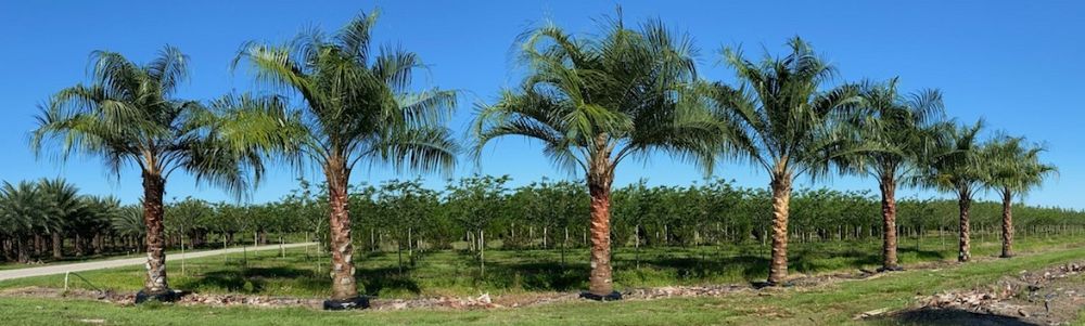 butiagrus-nabonnandii-x-mule-palm