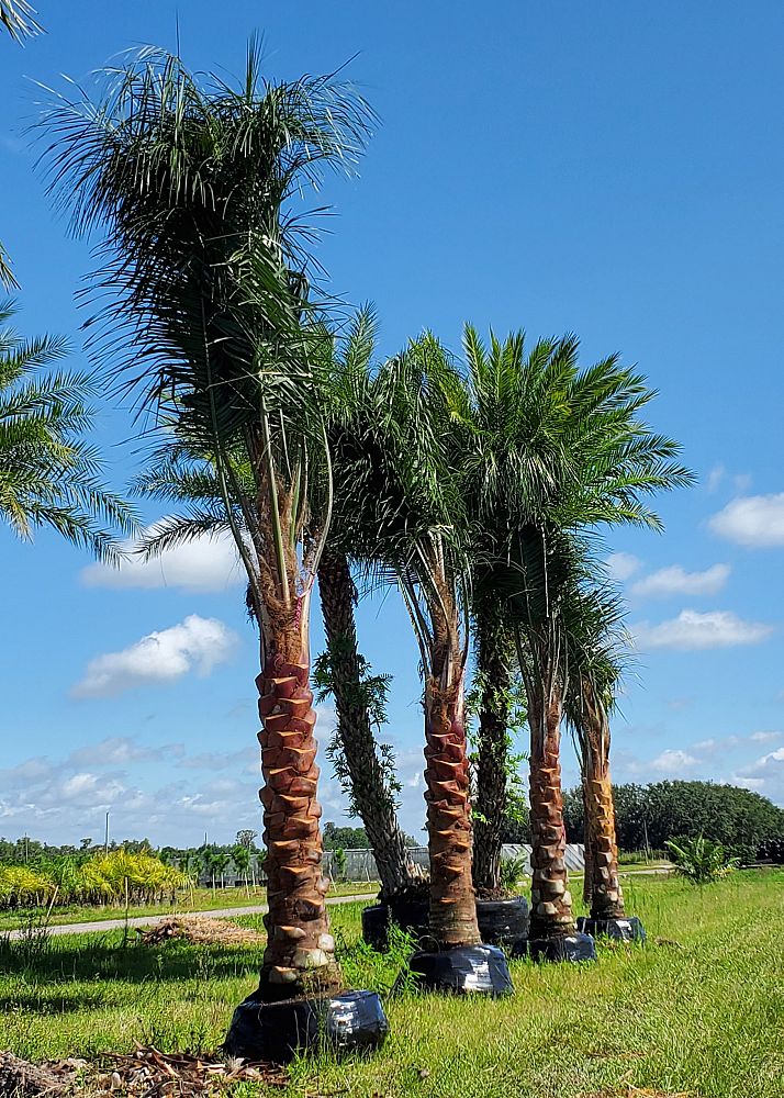 butiagrus-nabonnandii-x-mule-palm