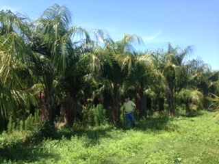 butiagrus-nabonnandii-x-mule-palm