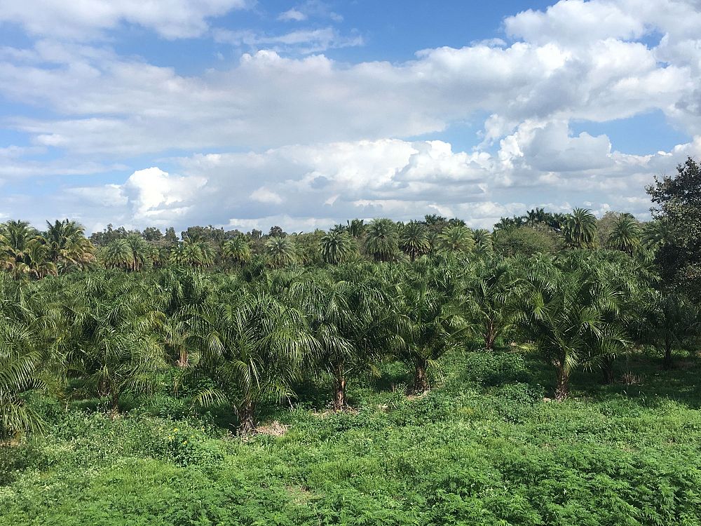 butiagrus-nabonnandii-x-mule-palm