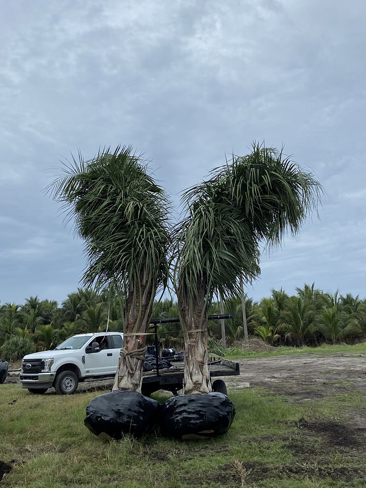 butiagrus-nabonnandii-x-mule-palm
