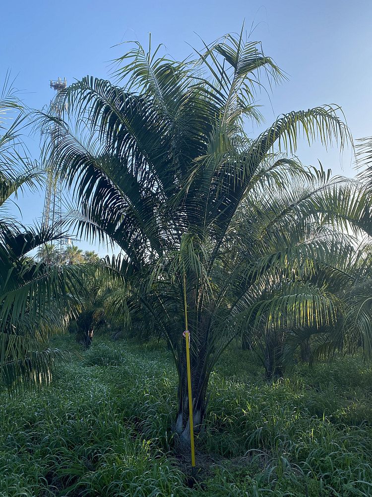butiagrus-nabonnandii-x-mule-palm