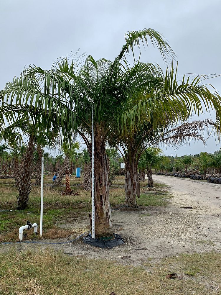 butiagrus-nabonnandii-x-mule-palm