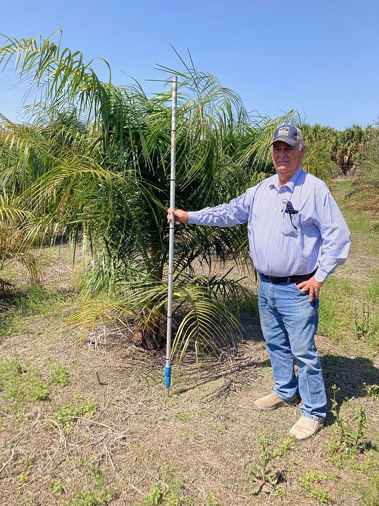 butiagrus-nabonnandii-x-mule-palm