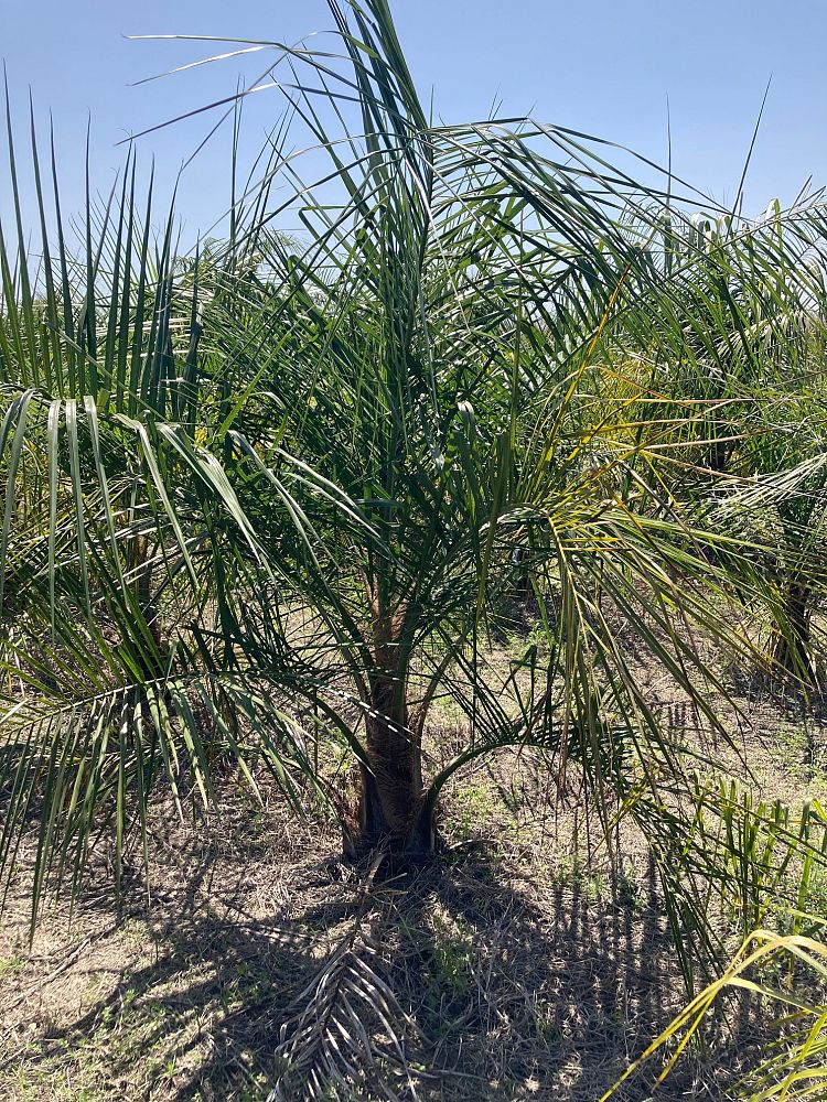 butiagrus-nabonnandii-x-mule-palm