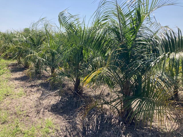 butiagrus-nabonnandii-x-mule-palm