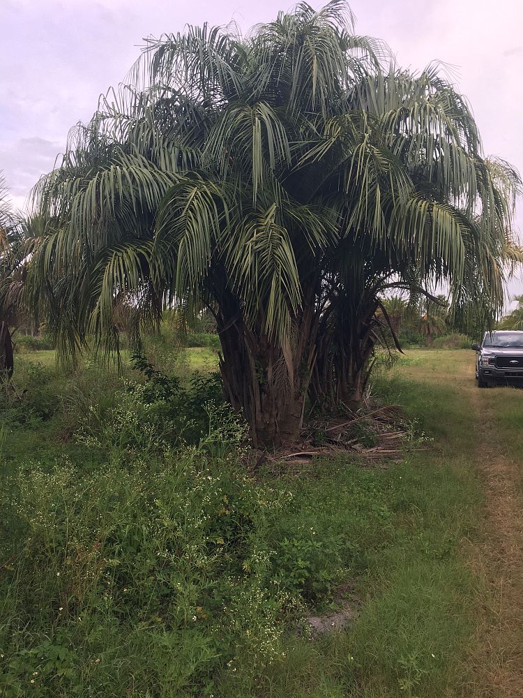 butiagrus-nabonnandii-x-mule-palm