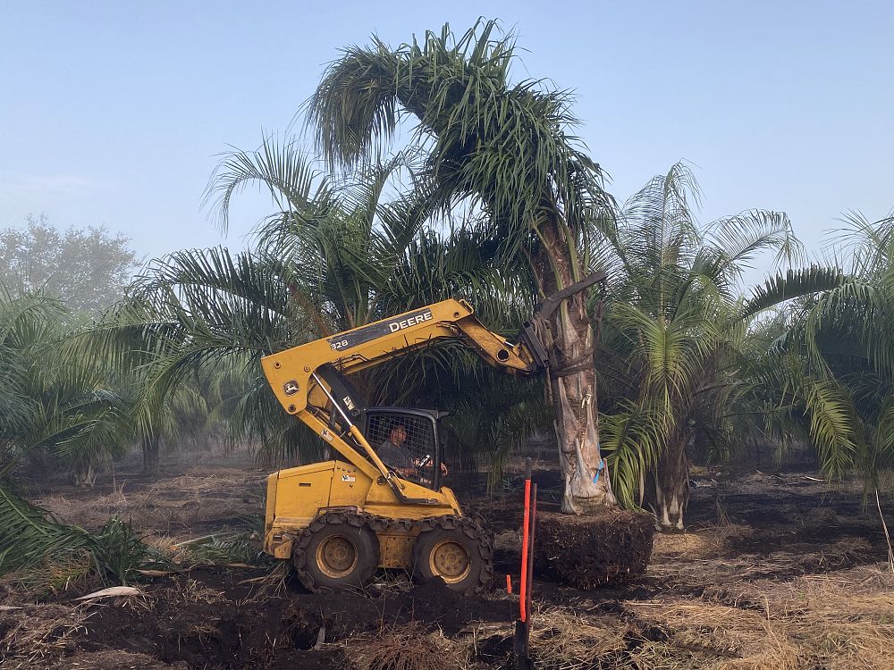 butiagrus-nabonnandii-x-mule-palm