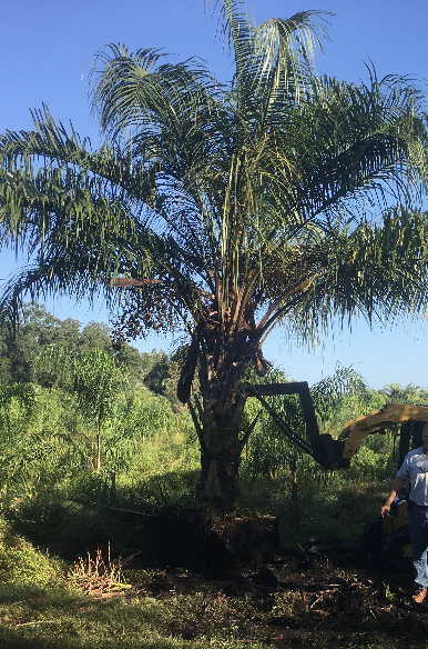 butiagrus-nabonnandii-x-mule-palm