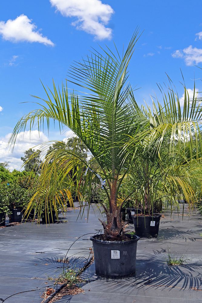 butiagrus-nabonnandii-x-mule-palm