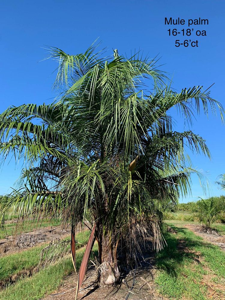butiagrus-nabonnandii-x-mule-palm