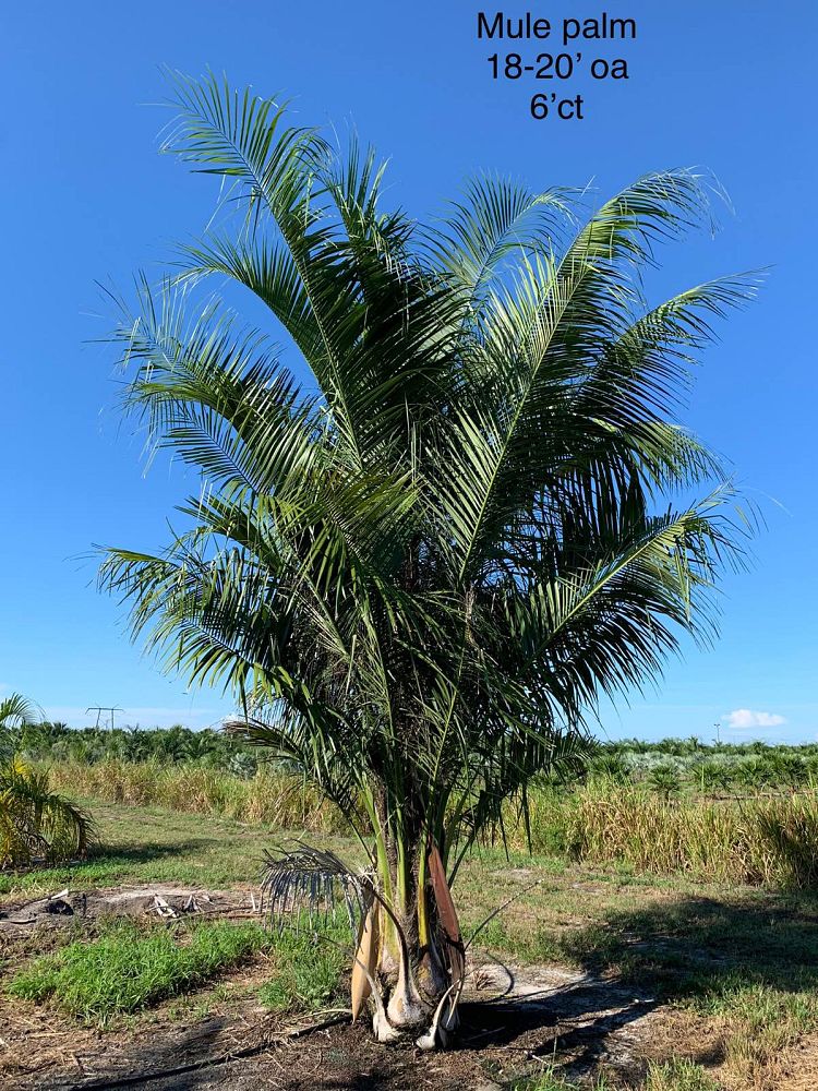 butiagrus-nabonnandii-x-mule-palm