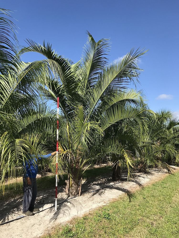 butiagrus-nabonnandii-x-mule-palm