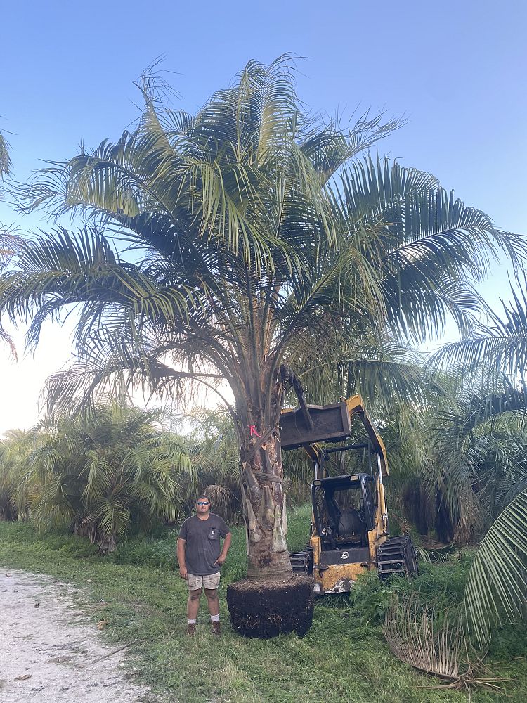 butiagrus-nabonnandii-x-mule-palm