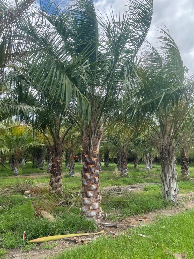 butiagrus-nabonnandii-x-mule-palm