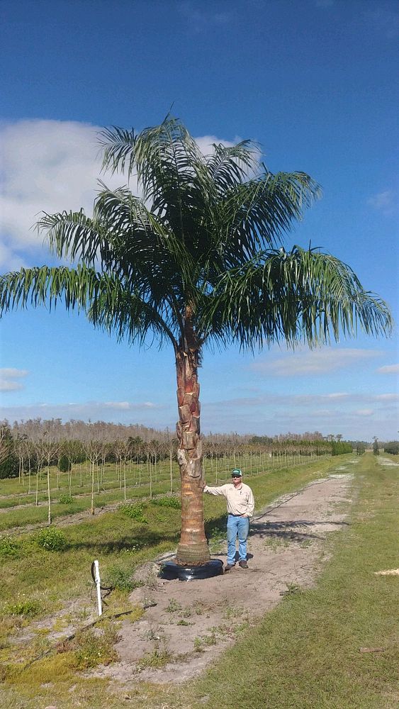 butiagrus-nabonnandii-x-mule-palm