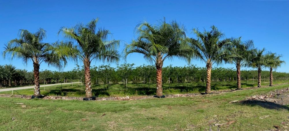 butiagrus-nabonnandii-x-mule-palm