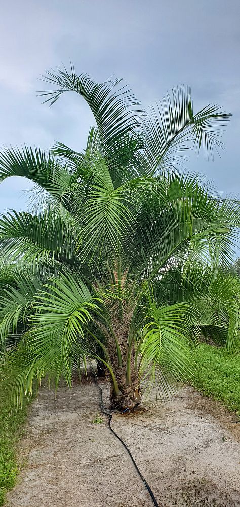 butiagrus-nabonnandii-x-mule-palm