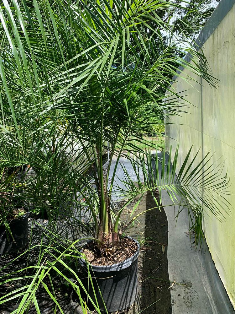 butiagrus-nabonnandii-x-mule-palm