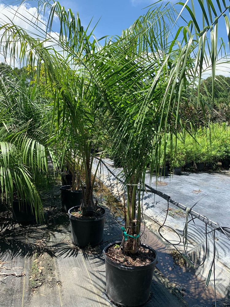 butiagrus-nabonnandii-x-mule-palm