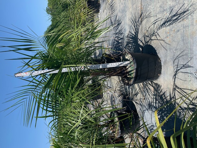 butiagrus-nabonnandii-x-mule-palm