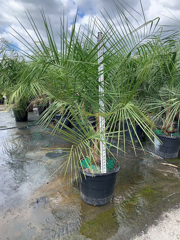 butiagrus-nabonnandii-x-mule-palm