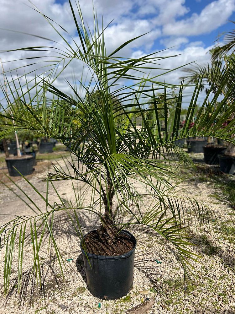 butiagrus-nabonnandii-x-mule-palm
