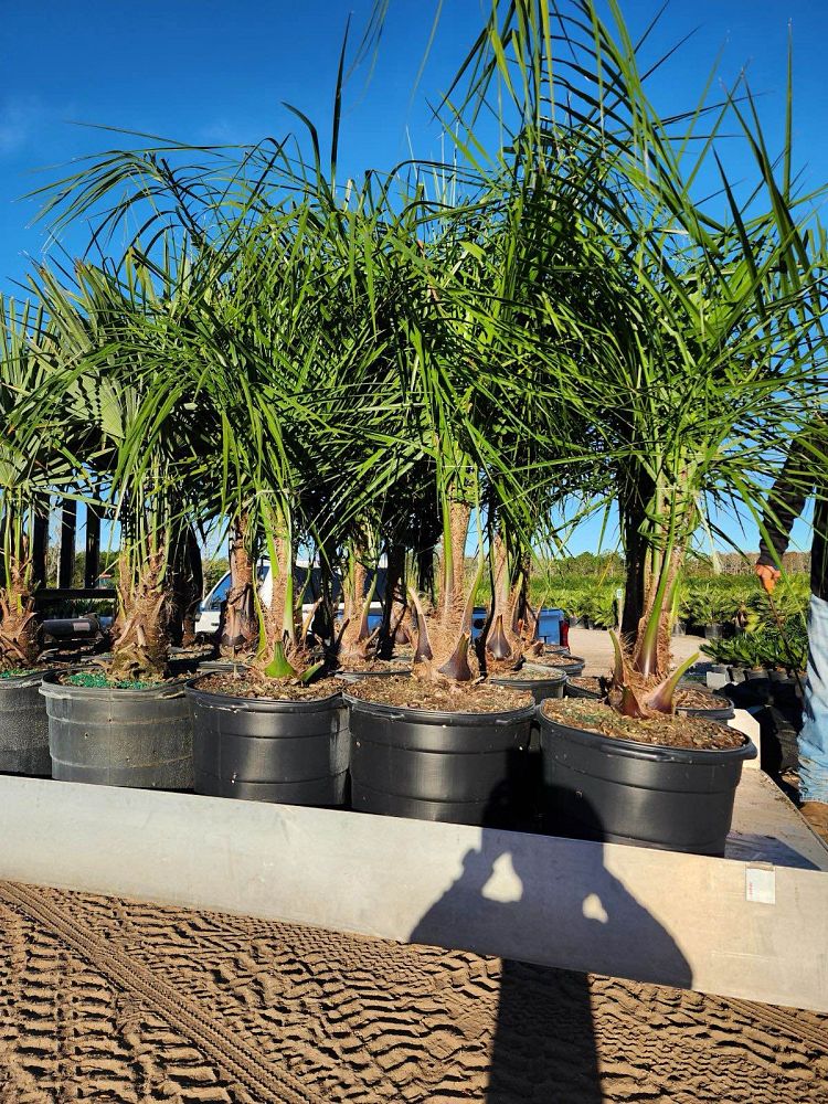butiagrus-nabonnandii-x-mule-palm