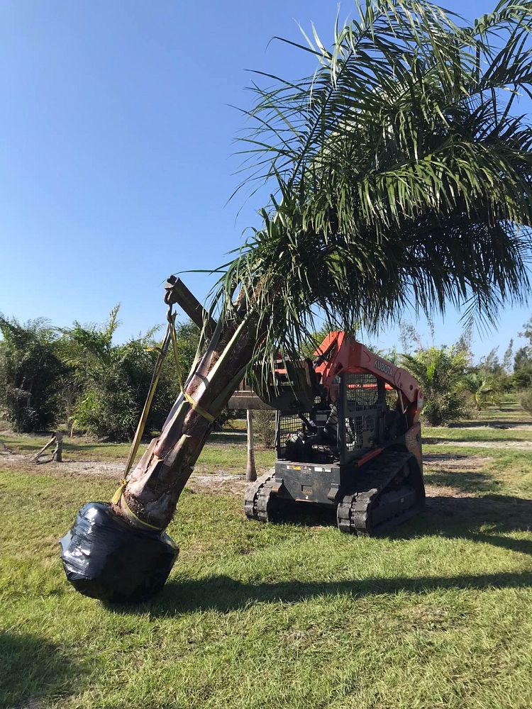 butiagrus-nabonnandii-x-mule-palm