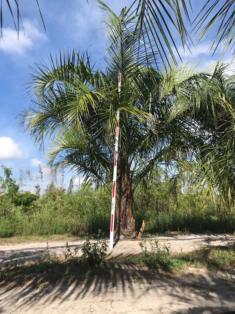 butiagrus-nabonnandii-x-mule-palm