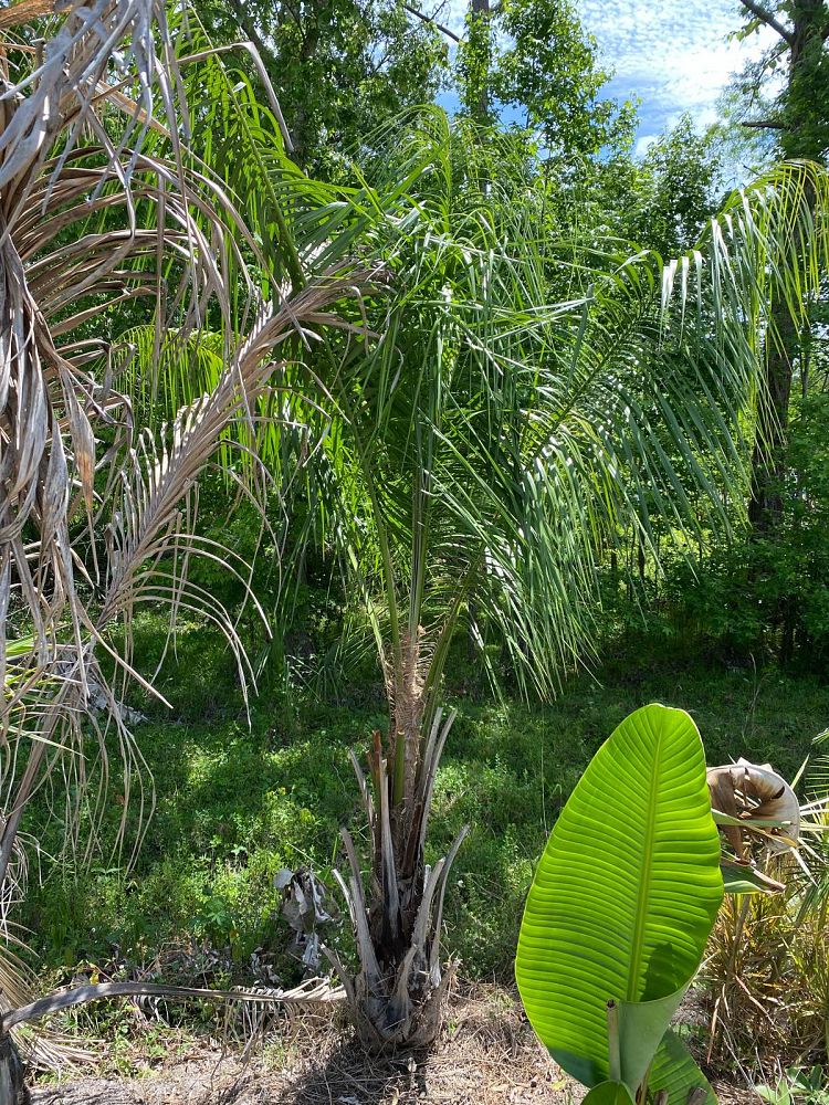 butiagrus-nabonnandii-x-mule-palm