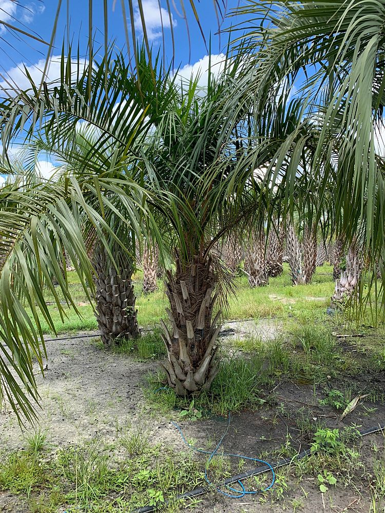 butiagrus-nabonnandii-x-mule-palm