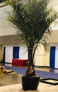 butiagrus-nabonnandii-x-mule-palm