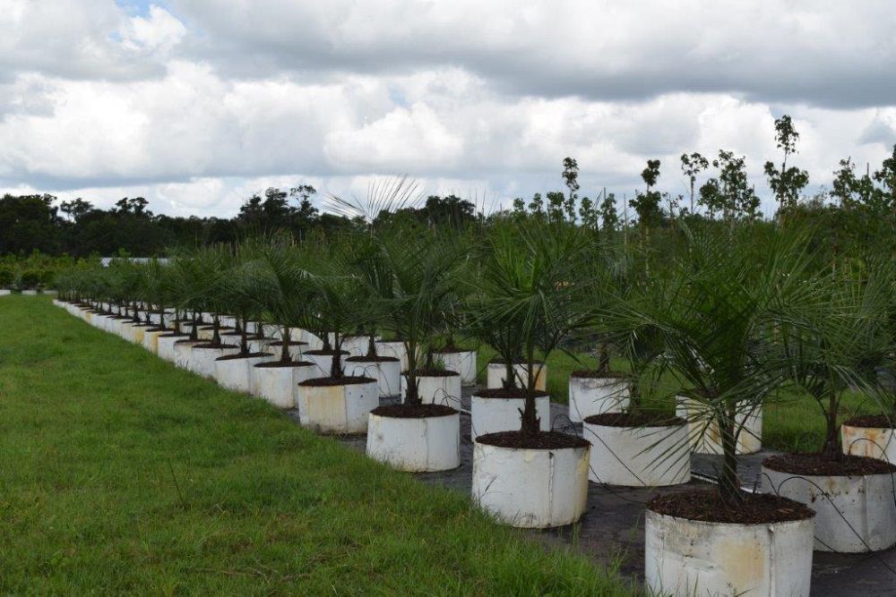 butiagrus-nabonnandii-x-mule-palm
