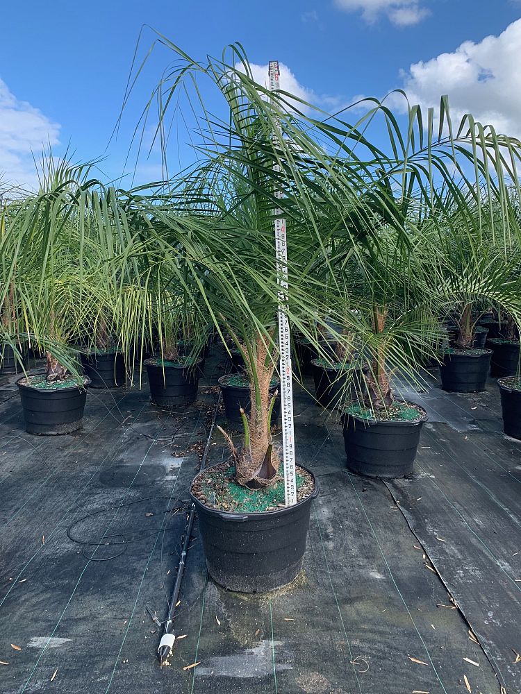 butiagrus-nabonnandii-x-mule-palm