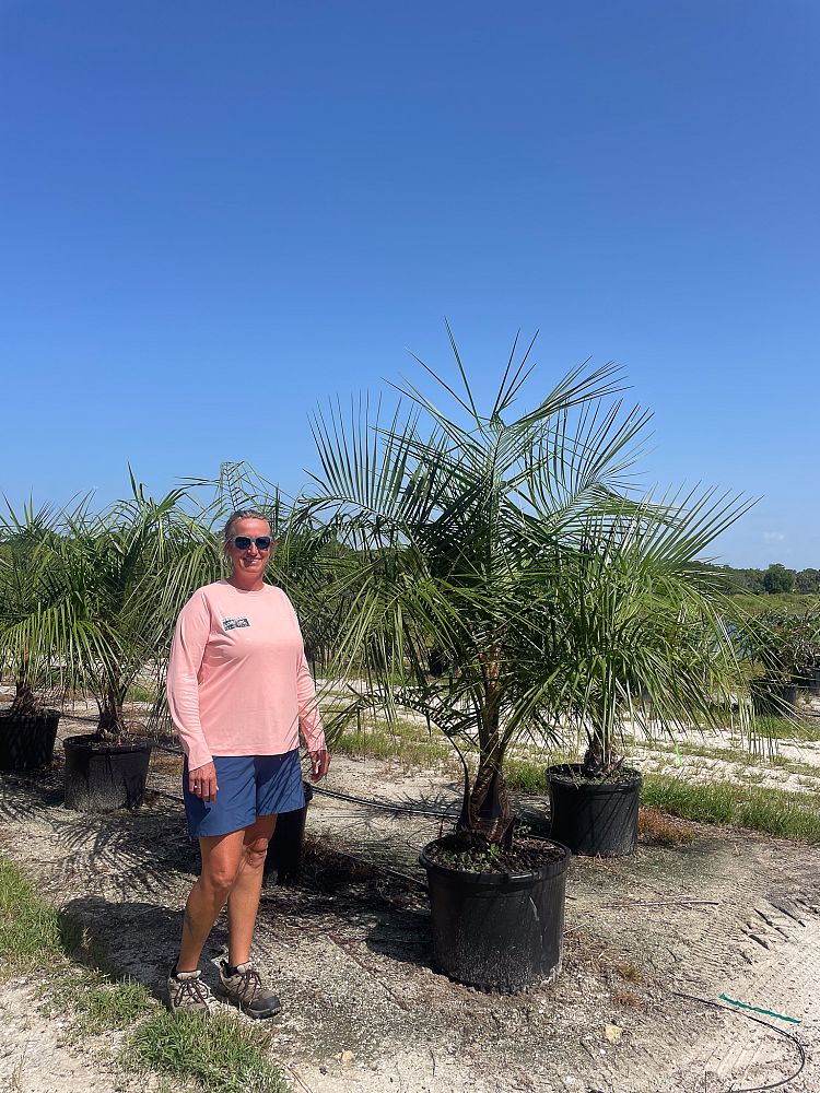 butiagrus-nabonnandii-x-mule-palm