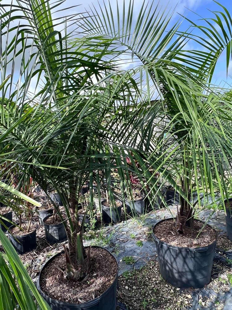 butiagrus-nabonnandii-x-mule-palm